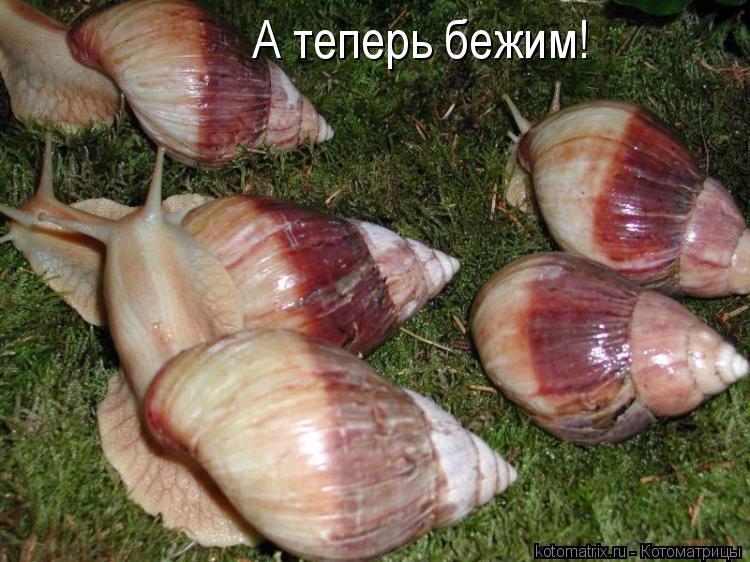 А теперь бежим!... Котоматрица: А теперь бежим!