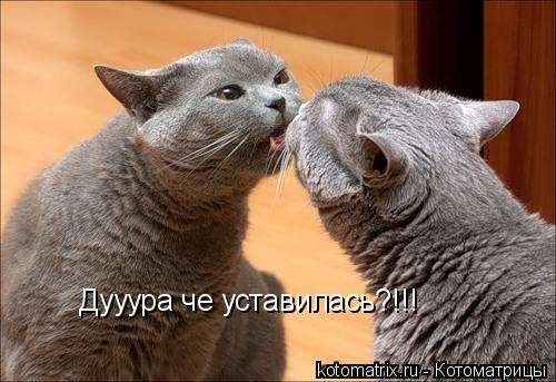 Дууура че уставилась?!!!... Котоматрица: Дууура че уставилась?!!!