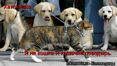 Хай кошка Я не кошка.Я кошачий поводырь.... Котоматрица: Хай кошка Я не кошка.Я кошачий поводырь.