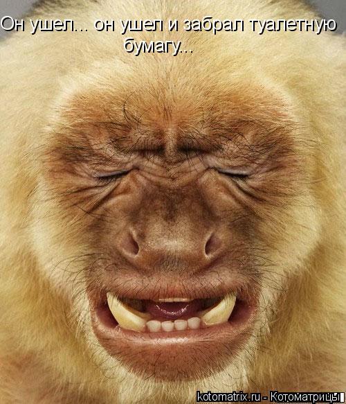 Он ушел... он ушел и забрал туалетную бумагу...... Котоматрица: Он ушел... он ушел и забрал туалетную бумагу...