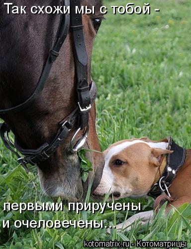 Так схожи мы с тобой - первыми приручены и очеловечены...... Котоматрица: Так схожи мы с тобой - первыми приручены и очеловечены...
