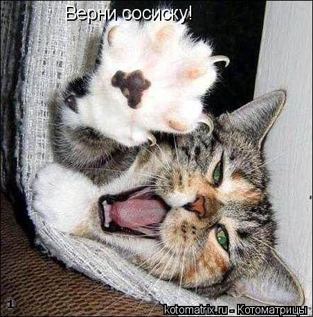 Верни сосиску!... Котоматрица: Верни сосиску!