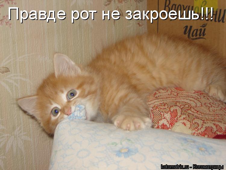 Правде рот не закроешь!!!... Котоматрица: Правде рот не закроешь!!!