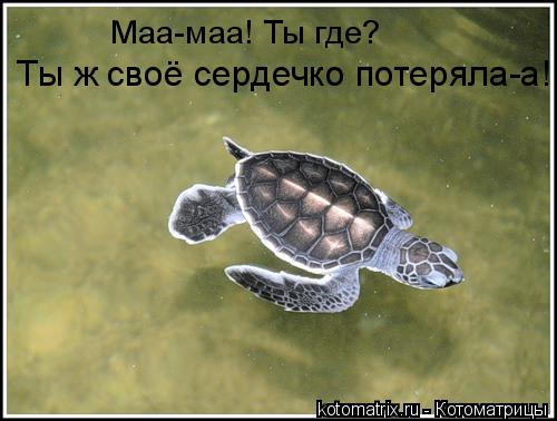 Маа-маа! Ты где? Ты ж своё сердечко потеряла-а!... Котоматрица: Маа-маа! Ты где? Ты ж своё сердечко потеряла-а!