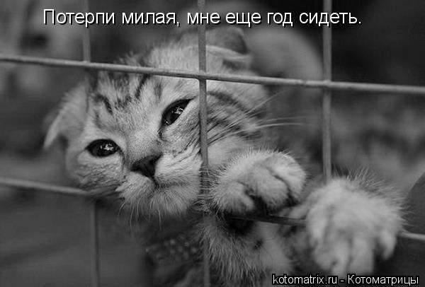 Потерпи милая, мне еще год сидеть.... Котоматрица: Потерпи милая, мне еще год сидеть.