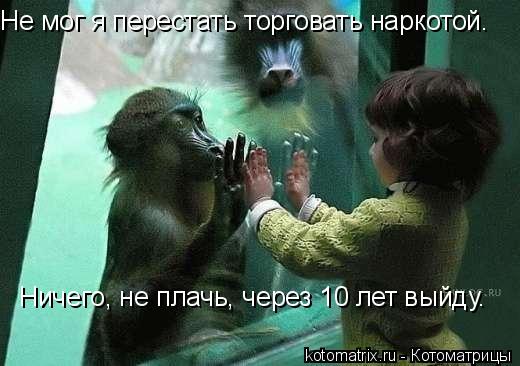 Не мог я перестать торговать наркотой. Ничего, не плачь, через 10 лет выйду.... Котоматрица: Не мог я перестать торговать наркотой. Ничего, не плачь, через 10 лет выйду.