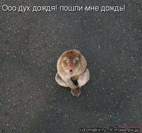 Ооо дух дождя! пошли мне дождь!... Котоматрица: Ооо дух дождя! пошли мне дождь!