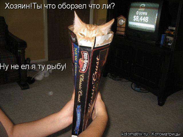 Хозяин!Ты что оборзел что ли? Ну не ел я ту рыбу!... Котоматрица: Хозяин!Ты что оборзел что ли? Ну не ел я ту рыбу!