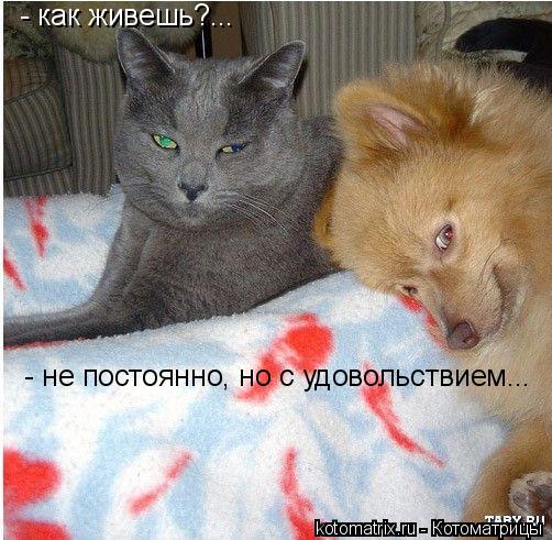 - как живешь?... - не постоянно, но с удовольствием...... Котоматрица: - как живешь?... - не постоянно, но с удовольствием...