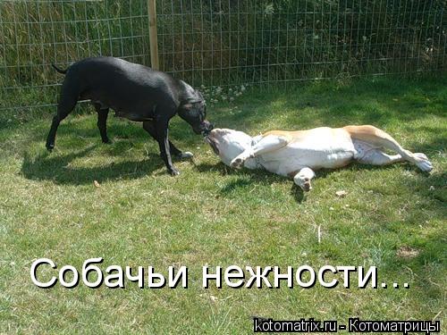Собачьи нежности...... Котоматрица: Собачьи нежности...