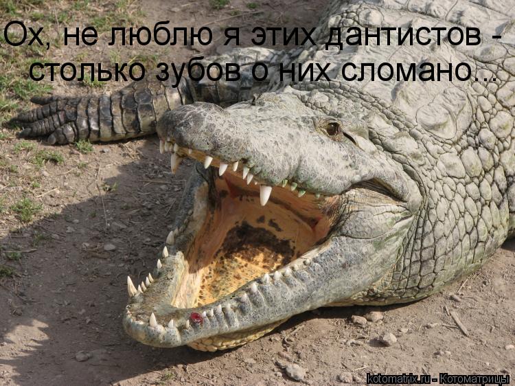 столько зубов о них сломано... Ох, не люблю я этих дантистов -... Котоматрица: столько зубов о них сломано... Ох, не люблю я этих дантистов -
