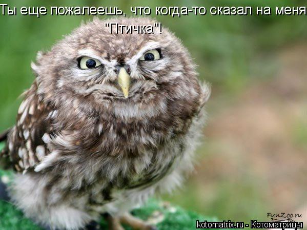 Ты еще пожалеешь, что когда-то сказал на меня "Птичка"!... Котоматрица: Ты еще пожалеешь, что когда-то сказал на меня "Птичка"!