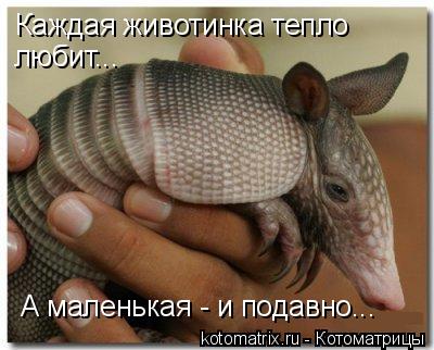 Каждая животинка тепло любит... А маленькая - и подавно...... Котоматрица: Каждая животинка тепло любит... А маленькая - и подавно...