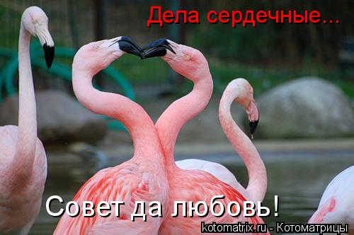 Дела сердечные... Совет да любовь!... Котоматрица: Дела сердечные... Совет да любовь!