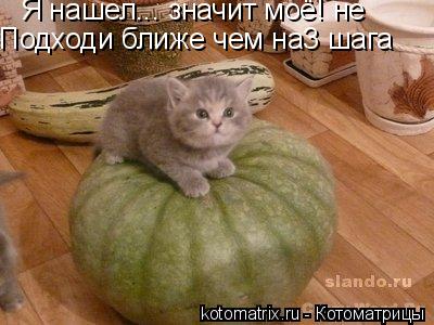 Я нашел... значит моё! не Подходи ближе чем на3 шага... Котоматрица: Я нашел... значит моё! не Подходи ближе чем на3 шага