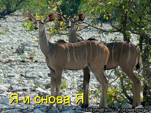 Я и снова Я... Котоматрица: Я и снова Я