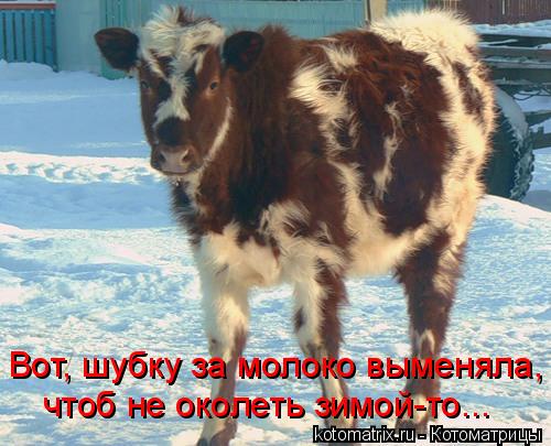чтоб не околеть зимой-то... Вот, шубку за молоко выменяла,... Котоматрица: чтоб не околеть зимой-то... Вот, шубку за молоко выменяла,