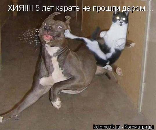 ХИЯ!!!! 5 лет карате не прошли даром....... Котоматрица: ХИЯ!!!! 5 лет карате не прошли даром....