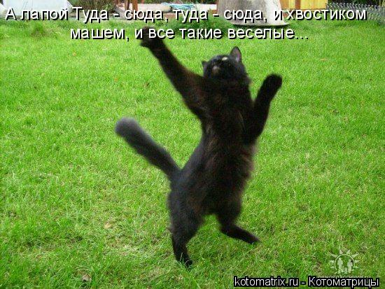 А лапой Туда - сюда, туда - сюда, и хвостиком машем, и все такие веселые...... Котоматрица: А лапой Туда - сюда, туда - сюда, и хвостиком машем, и все такие веселые...
