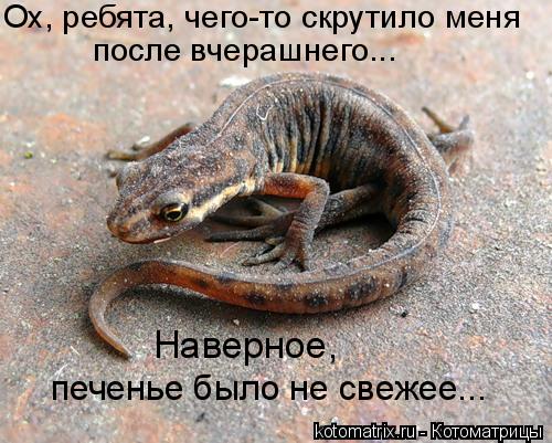 Ох, ребята, чего-то скрутило меня после вчерашнего... печенье было не свежее... Наверное,... Котоматрица: Ох, ребята, чего-то скрутило меня после вчерашнего... печенье было не свежее... Наверное,
