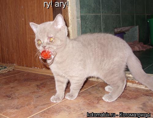 гу! агу!... Котоматрица: гу! агу!