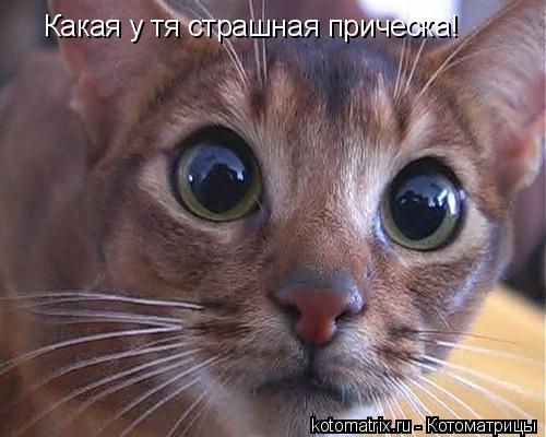 Какая у тя страшная прическа!... Котоматрица: Какая у тя страшная прическа!
