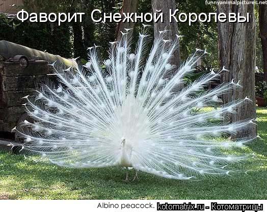 Фаворит Снежной Королевы... Котоматрица: Фаворит Снежной Королевы