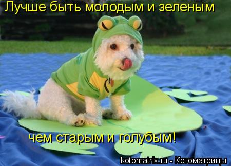 Лучше быть молодым и зеленым чем старым и голубым!... Котоматрица: Лучше быть молодым и зеленым чем старым и голубым!