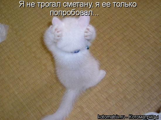 Я не трогал сметану, я ее только попробовал...... Котоматрица: Я не трогал сметану, я ее только попробовал...