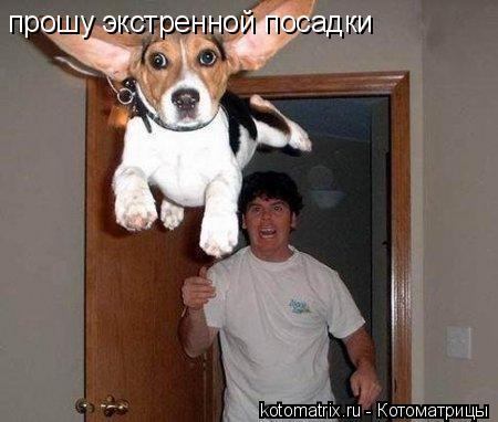 прошу экстренной посадки... Котоматрица: прошу экстренной посадки