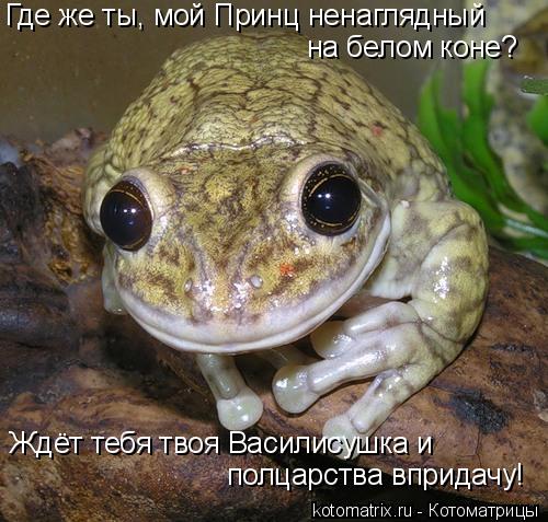 Где же ты, мой Принц ненаглядный на белом коне? Ждёт тебя твоя Василисушка и полцарства впридачу!... Котоматрица: Где же ты, мой Принц ненаглядный на белом коне? Ждёт тебя твоя Василисушка и полцарства впридачу!