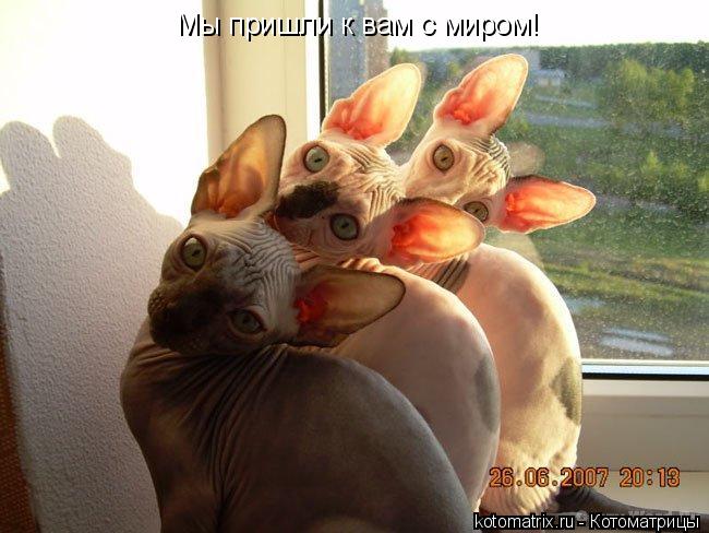 Мы пришли к вам с миром!... Котоматрица: Мы пришли к вам с миром!