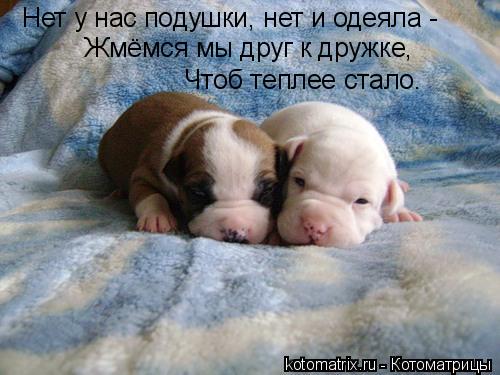 Нет у нас подушки, нет и одеяла - Жмёмся мы друг к дружке, Чтоб теплее стало.... Котоматрица: Нет у нас подушки, нет и одеяла - Жмёмся мы друг к дружке, Чтоб теплее стало.