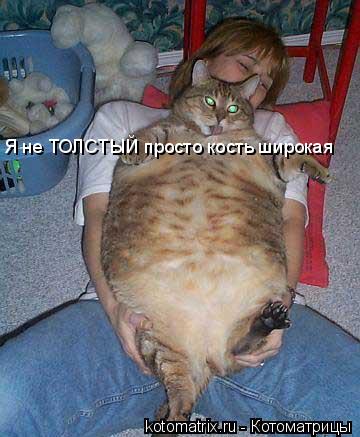Я не ТОЛСТЫЙ просто кость широкая... Котоматрица: Я не ТОЛСТЫЙ просто кость широкая