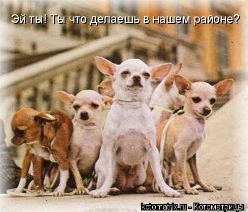 Эй ты! Ты что делаешь в нашем районе?... Котоматрица: Эй ты! Ты что делаешь в нашем районе?