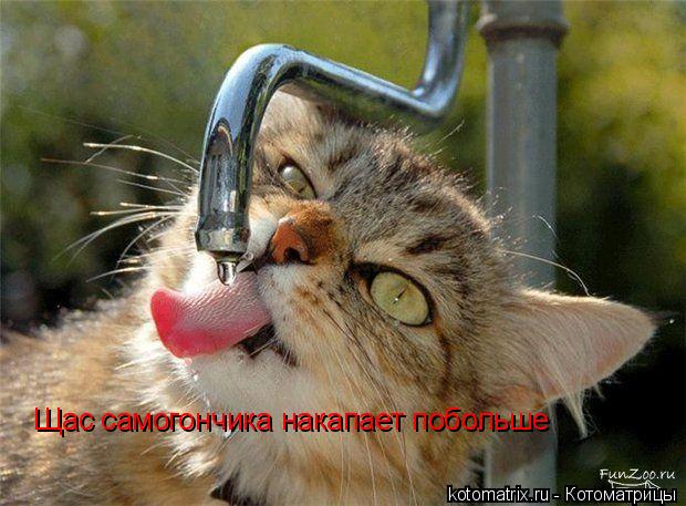 Щас самогончика накапает побольше... Котоматрица: Щас самогончика накапает побольше