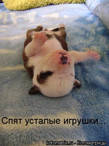 Спят усталые игрушки...... Котоматрица: Спят усталые игрушки...