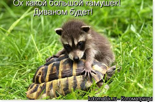 Ох какой большой камушек! Диваном будет!... Котоматрица: Ох какой большой камушек! Диваном будет!