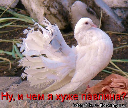 Ну, и чем я хуже павлина?... Котоматрица: Ну, и чем я хуже павлина?