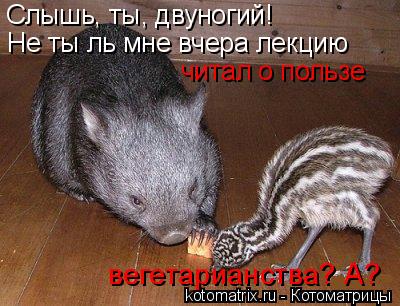 Слышь, ты, двуногий! Не ты ль мне вчера лекцию читал о пользе вегетарианства? А?... Котоматрица: Слышь, ты, двуногий! Не ты ль мне вчера лекцию читал о пользе вегетарианства? А?