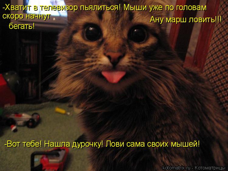 -Хватит в телевизор пьялиться! Мыши уже по головам скоро начнут бегать! Ану марш ловить!!! -Вот тебе!... Котоматрица: -Хватит в телевизор пьялиться! Мыши уже по головам скоро начнут бегать! Ану марш ловить!!! -Вот тебе! Нашла дурочку! Лови сама своих мышей!