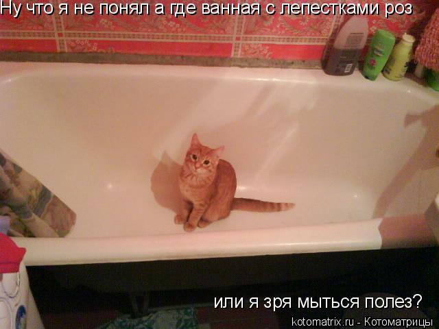 Ну что я не понял а где ванная с лепестками роз или я зря мыться полез?... Котоматрица: Ну что я не понял а где ванная с лепестками роз или я зря мыться полез?
