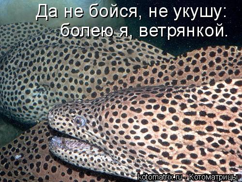 Да не бойся, не укушу: болею я, ветрянкой.... Котоматрица: Да не бойся, не укушу: болею я, ветрянкой.