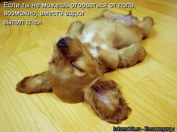 Если ты не можешь оторваться от пола, возможно, вместо водки выпил клей... Котоматрица: Если ты не можешь оторваться от пола, возможно, вместо водки выпил клей