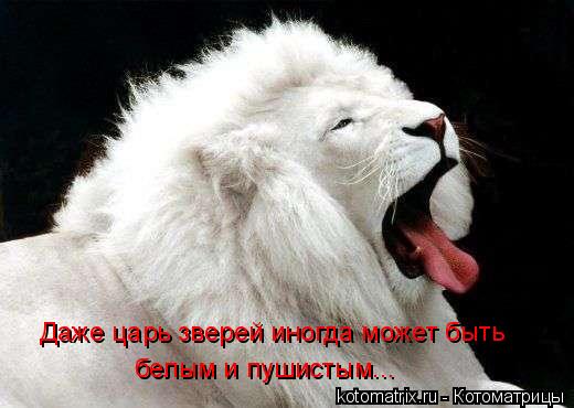 белым и пушистым... Даже царь зверей иногда может быть... Котоматрица: белым и пушистым... Даже царь зверей иногда может быть