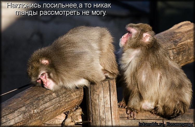 Наклонись посильнее,а то никак гланды рассмотреть не могу.... Котоматрица: Наклонись посильнее,а то никак гланды рассмотреть не могу.