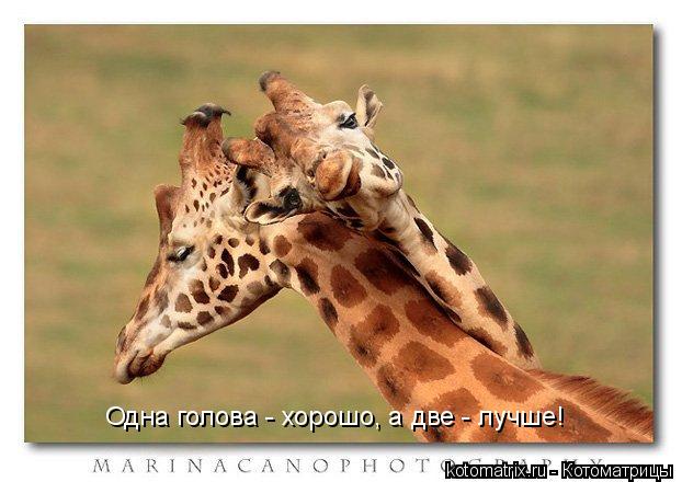 Одна голова - хорошо, а две - лучше!... Котоматрица: Одна голова - хорошо, а две - лучше!