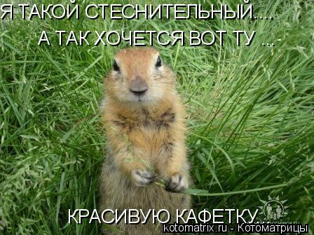 Я ТАКОЙ СТЕСНИТЕЛЬНЫЙ.... А ТАК ХОЧЕТСЯ ВОТ ТУ ... КРАСИВУЮ КАФЕТКУ...... Котоматрица: Я ТАКОЙ СТЕСНИТЕЛЬНЫЙ.... А ТАК ХОЧЕТСЯ ВОТ ТУ ... КРАСИВУЮ КАФЕТКУ...