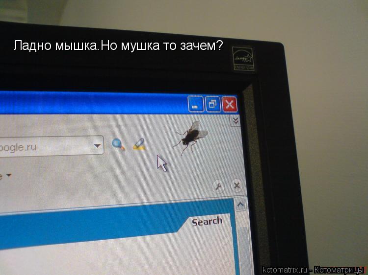 Ладно мышка.Но мушка то зачем?... Котоматрица: Ладно мышка.Но мушка то зачем?