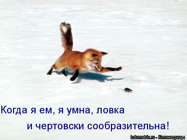 Когда я ем, я умна, ловка и чертовски сообразительна!... Котоматрица: Когда я ем, я умна, ловка и чертовски сообразительна!